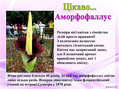 Слова - назви квітів | PPT