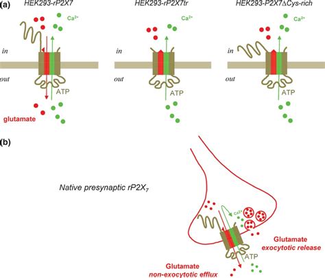 The P2x7 Receptor As A Route For Non‐exocytotic Glutamate Release