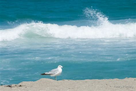 Seagull Sunning By Henry Plumley Redbubble