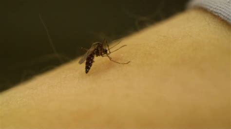 Tips To Protect Yourself From Mosquitoes Carrying West Nile Virus