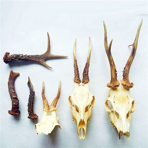 Hunter Trophies Real Skulls And Antlers