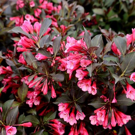 Wine And Roses Weigela