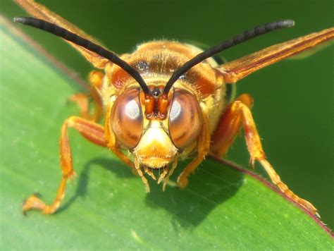 Blue Jay Barrens Cicada Killer Wasp