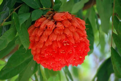 Brownea Grandicep Species Rose Of Venezuela Planting Flowers Rare
