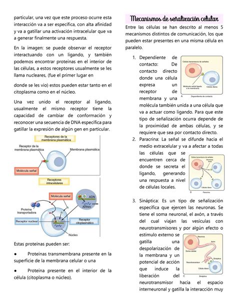 SOLUTION Se Alizaci N Celular 2021 Studypool