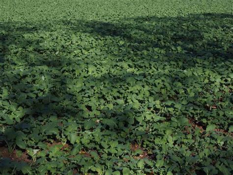 A Guide To Understand Growing Cover Crops Check How This Guide Helps