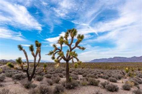 El bosque de árboles de Josué de Arizona Arquitectura lo MEJOR de 2024