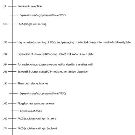 Timeline For The Generation Of Single Cell Gene Corrected Isogenic Ips