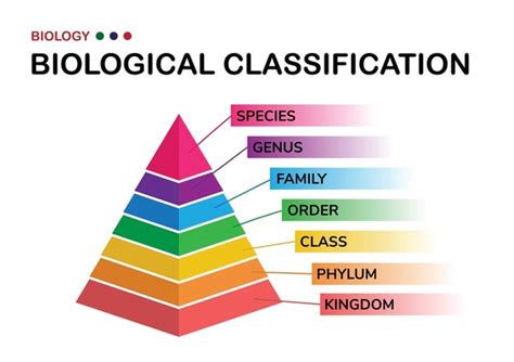 Taxonomy Biology Kingdom