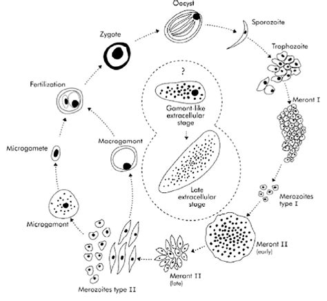 Cryptosporidium Parvum Morphology Life Cycle 49 Off