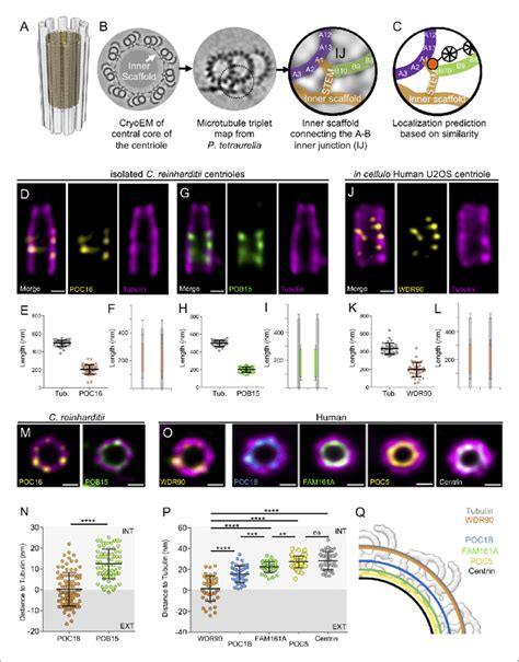 POC16 WDR90 Is A Conserved Central Core Microtubule Wall Component A