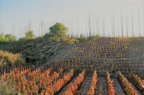 VINHOS ORGÂNICOS BIODINÂMICOS E VITICULTURA SUSTENTÁVEL Gastronautas