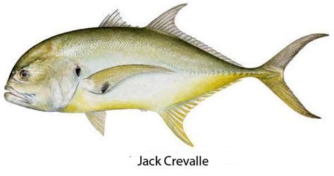 Jack Crevalle