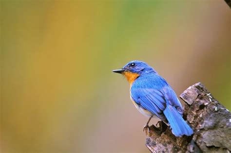 8 Arti Mimpi Burung Dipercaya Banyak Orang Sebagai Pertanda Baik