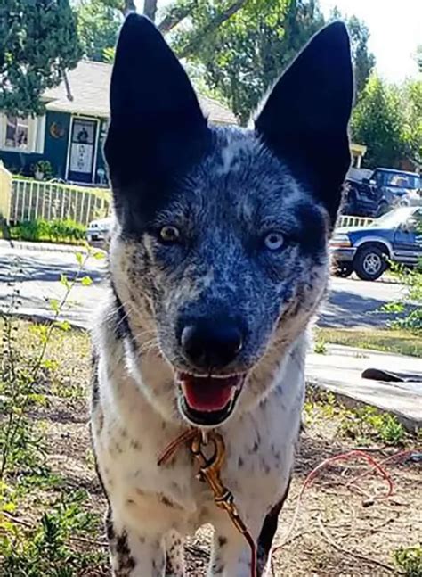 Blue Heeler Husky Mix: Right For You? | A Comprehensive Guide