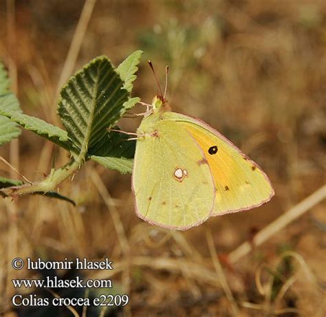 Colias Crocea Lu Sek Ilimn Kov