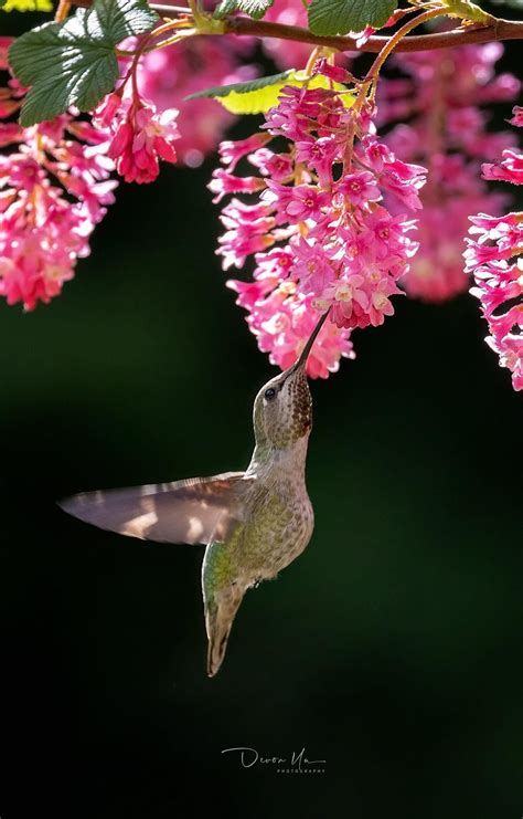 Pin By Lilian Eko On Colibrís Brisas Beautiful Birds Bird And Co Cute