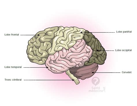 Cerveau Définition Santé Médecine