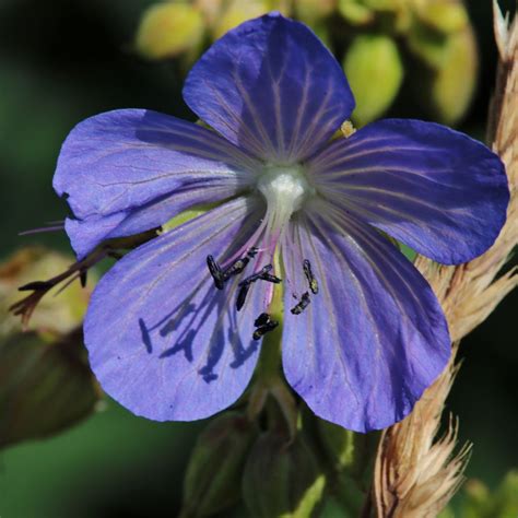 Geranium Pratense Cluden Sapphire G Ranium Vivace Fleurs Bleu Intense