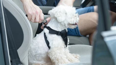 Atados En Jaula O Sueltos Cuál Es La Manera Correcta De Viajar En Auto Con Las Mascotas Infobae