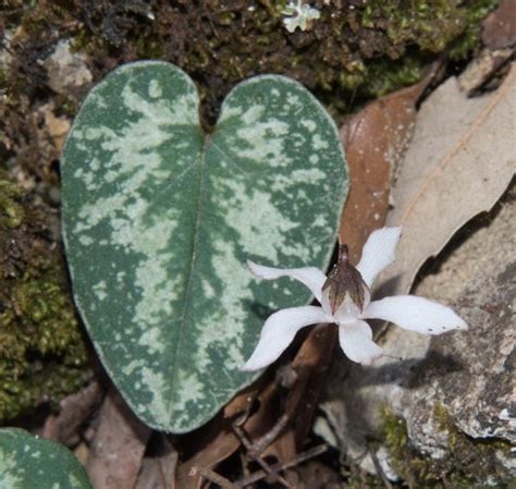 Majorca Cyclamen Cyclamen Balearicum Flower Leaf Care Uses