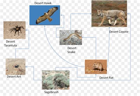 Sahara Desert Food Chain