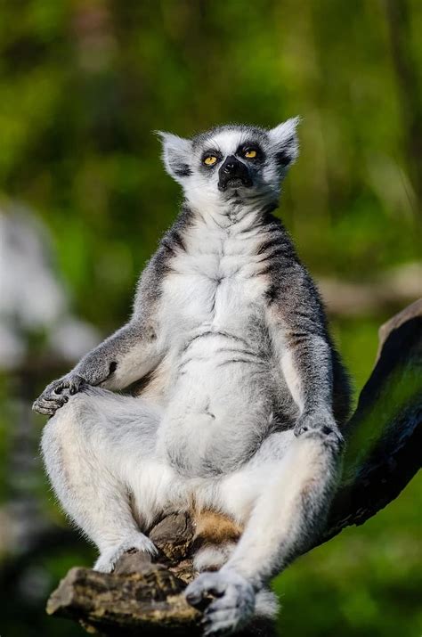 ring tailed lemur, monkey, madagascar, lemur, primates, striped, nature ...