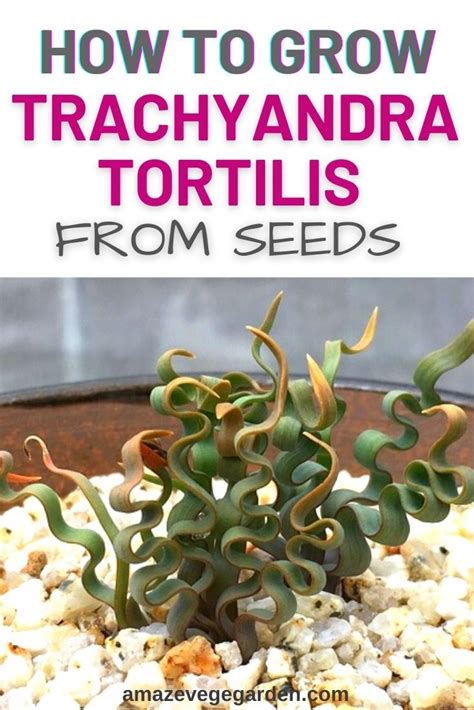 Trachyandra Tortilis Is Best Grown Indoors And With A Well Drained Pot