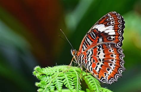 Mengenal Wilayah Penyebaran Fauna Neotropik Neartik Hingga Paleartik
