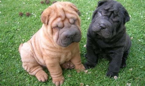 Te lo contamos TODO sobre el Perro Shar Pei descúbrelo Wakyma