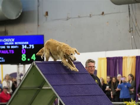 2020 Masters Agility Prelims The Westminster Kennel Club