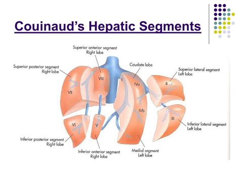 PPT - The Liver PowerPoint Presentation, free download - ID:5604536