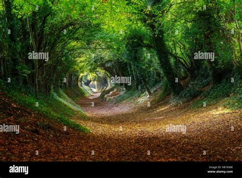 Halnaker Roman Road West Sussex In Autumn Stock Photo Royalty Free