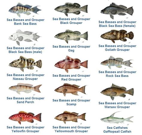 5 Favorite Florida Keys Fish Updated