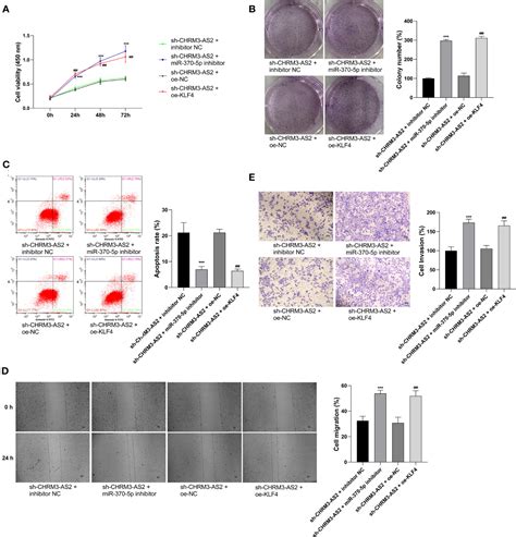 Frontiers Silencing Of LncRNA CHRM3 AS2 Expression Exerts Anti Tumour