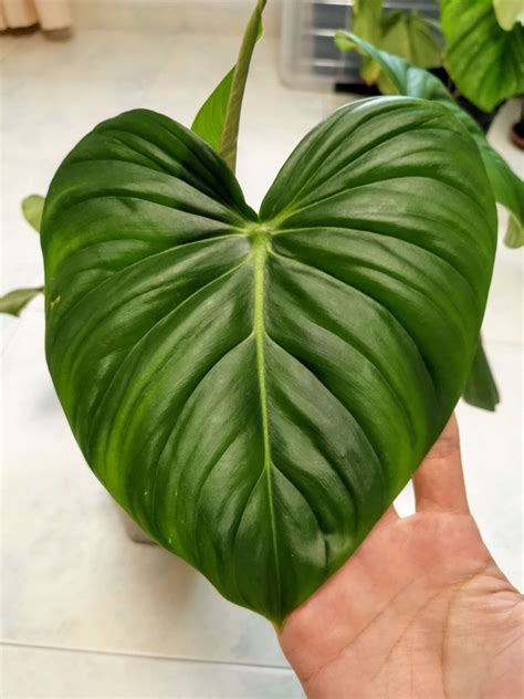 Philodendron Mcdowell Furniture Home Living Gardening Plants