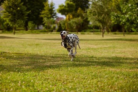 Premium Photo Portrait Of A Dalmatian Dog Runs Through The Green