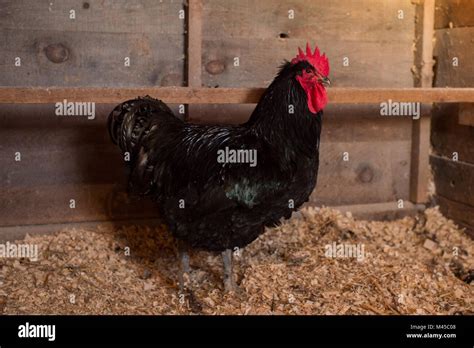 Simple Chicken Coop Hi Res Stock Photography And Images Alamy
