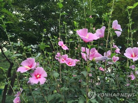 전남도 무궁화 보급 기여 국무총리 표창 파이낸셜뉴스