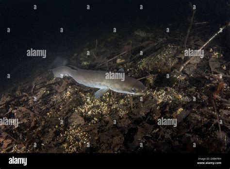 European Eel Is Hiding On The Bottom Eel In Freshwater Nightdive In