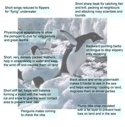 Penguin Physical Adaptations How Do They Survive Birdbaron