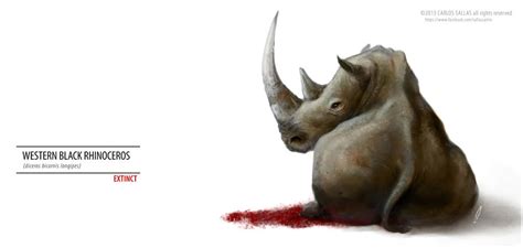 WESTERN BLACK RHINO EXTINCT by chicopixel on DeviantArt