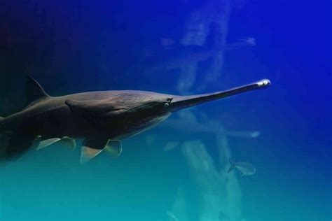 Chinese Paddlefish extinction - Interconnected Disaster Risks