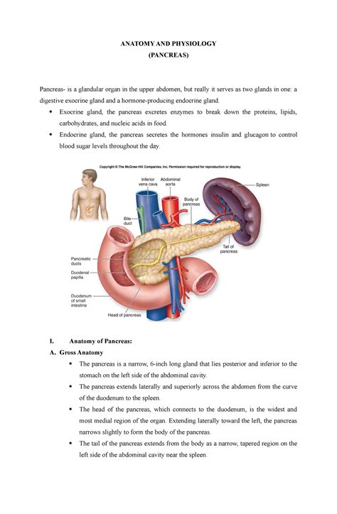 Pancreas Anatomy ANATOMY AND PHYSIOLOGY PANCREAS Pancreas Is A