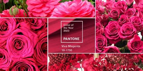 Pantone Announces Its 2023 Color Of The Year Viva Magenta Rio Roses