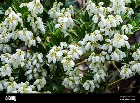 Dwarf Japanese Andromeda Hi Res Stock Photography And Images Alamy