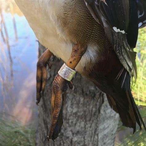 Southern Backwoods Hunting And Fishing Apparel