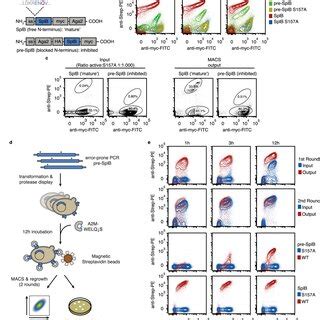 Directed Evolution Of N Terminal Processing Independent Splb Using