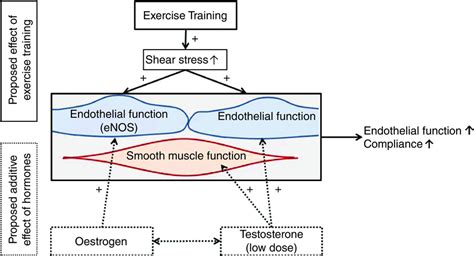 Sex Differences In Vascular Endothelial Function And Health In Humans Impacts Of Exercise