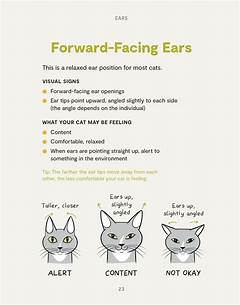 Mjae The Secret Language Your Cat Is Trying To Tell You